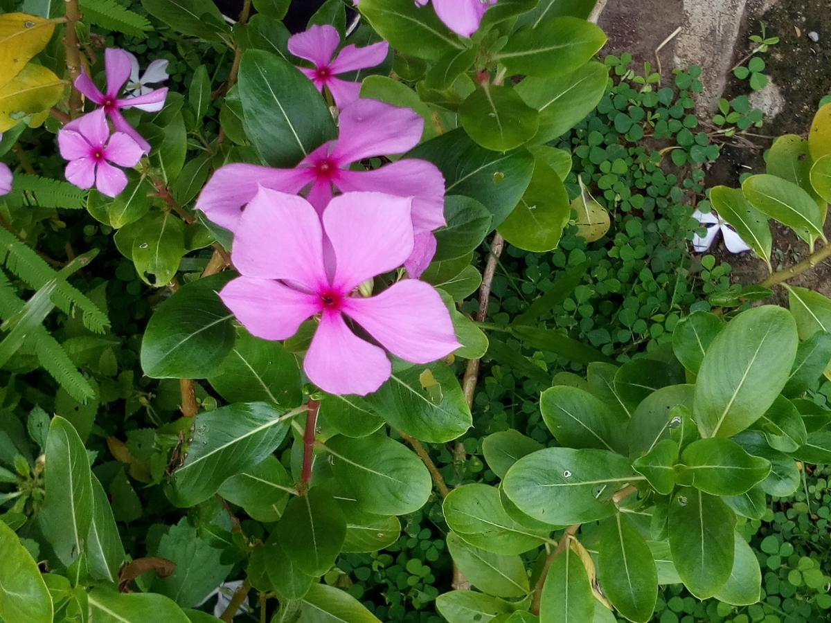 Eco-Lodge El Porvenir. Santa Cruz エクステリア 写真